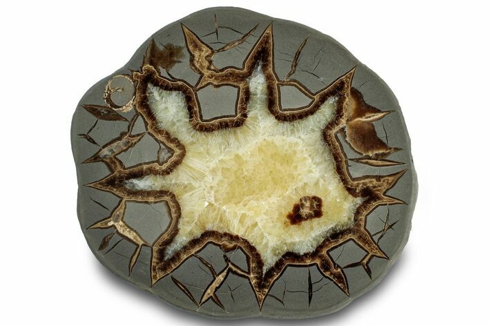 Polished Septarian Slab - Utah #318007